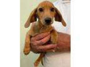 Dachshund Puppy for sale in Northridge, CA, USA