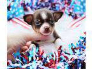 Chihuahua Puppy for sale in Mechanicsville, VA, USA
