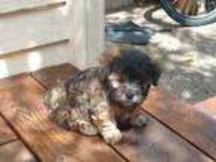 Havanese Puppy for sale in Gig Harbor, WA, USA