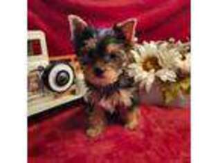 Yorkshire Terrier Puppy for sale in Elma, WA, USA