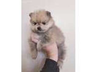Pomeranian Puppy for sale in Mountain Home, AR, USA