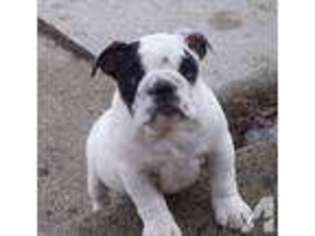 Bulldog Puppy for sale in TWO RIVERS, WI, USA