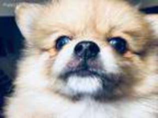 Pomeranian Puppy for sale in Stockton, CA, USA