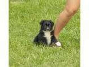 Australian Shepherd Puppy for sale in Jefferson City, TN, USA