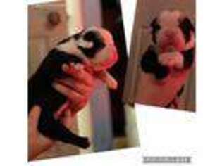 Olde English Bulldogge Puppy for sale in Jasper, AL, USA