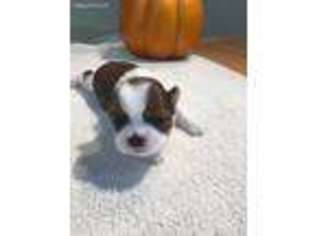 Mutt Puppy for sale in Schererville, IN, USA