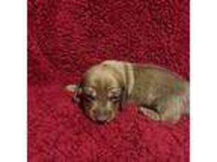 Dachshund Puppy for sale in Unionville, VA, USA