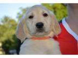 Golden Retriever Puppy for sale in Cincinnati, OH, USA