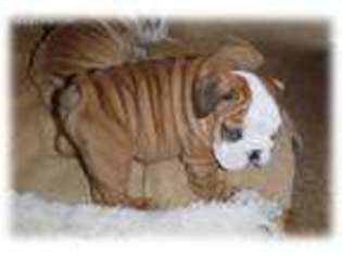 Bulldog Puppy for sale in Challis, ID, USA