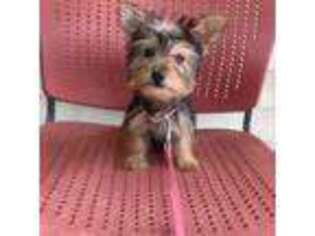 Yorkshire Terrier Puppy for sale in Plainfield, NJ, USA