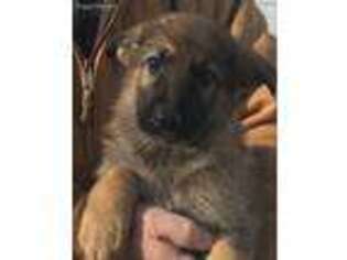 German Shepherd Dog Puppy for sale in Hebron, IN, USA