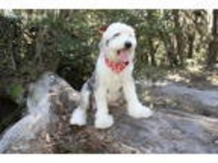 Old English Sheepdog Puppy for sale in Saint Cloud, FL, USA