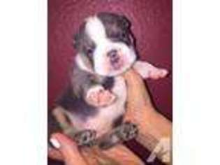 Bulldog Puppy for sale in NORTHRIDGE, CA, USA