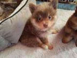 Pomeranian Puppy for sale in Shelby, NC, USA