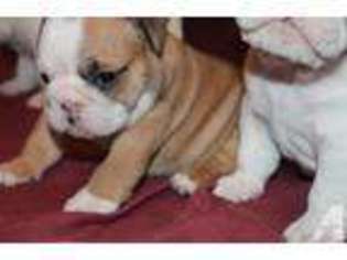 Bulldog Puppy for sale in LONDON, KY, USA