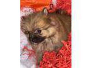 Pomeranian Puppy for sale in Richmond, CA, USA