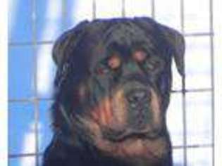 Rottweiler Puppy for sale in NASHVILLE, MI, USA