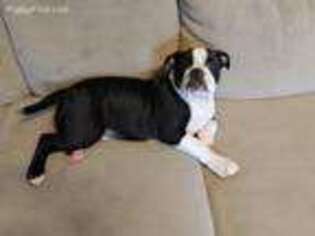 Olde English Bulldogge Puppy for sale in Pataskala, OH, USA