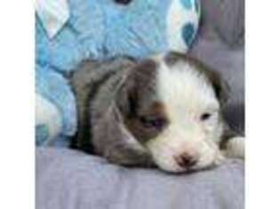 Miniature Australian Shepherd Puppy for sale in Pelham, AL, USA