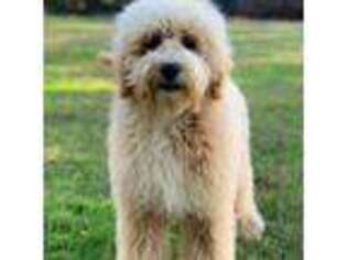 Goldendoodle Puppy for sale in Winton, CA, USA