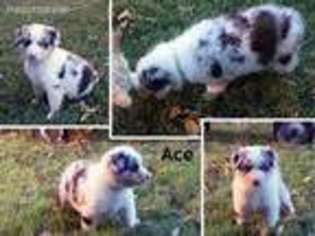 Australian Shepherd Puppy for sale in Coweta, OK, USA