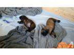 Mastiff Puppy for sale in BURNETTSVILLE, IN, USA
