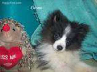 Pomeranian Puppy for sale in Elkland, MO, USA