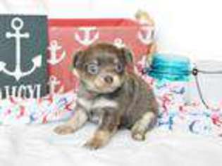 Chihuahua Puppy for sale in Greenwood, AR, USA