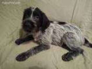 Wirehaired Pointing Griffon Puppy for sale in Springfield, MO, USA