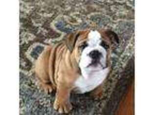 Bulldog Puppy for sale in Danville, KY, USA
