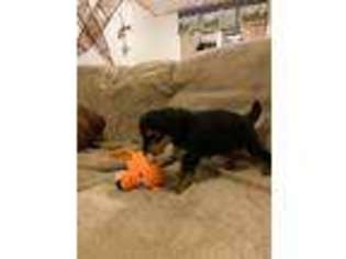 Airedale Terrier Puppy for sale in Lupton, MI, USA