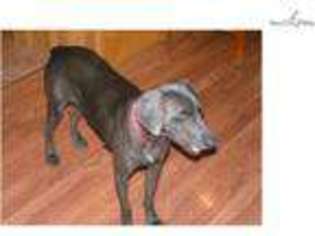 Weimaraner Puppy for sale in Springfield, MO, USA