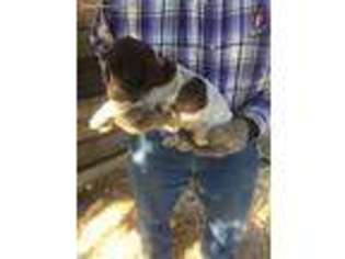 German Shorthaired Pointer Puppy for sale in Montrose, CO, USA