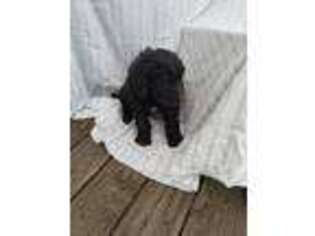 Saint Berdoodle Puppy for sale in Pine Grove, PA, USA