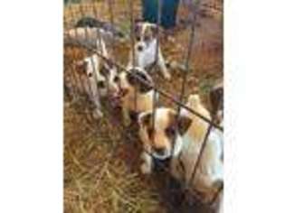 Jack Russell Terrier Puppy for sale in Pauls Valley, OK, USA