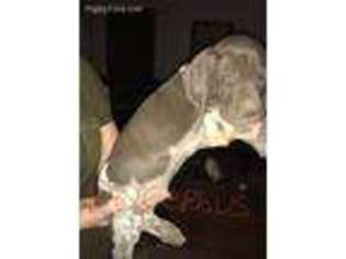 German Shorthaired Pointer Puppy for sale in Peoria, AZ, USA