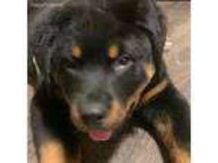 Rottweiler Puppy for sale in Middleburg, PA, USA
