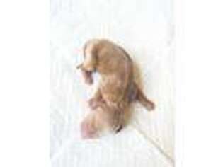 Dachshund Puppy for sale in Palmyra, VA, USA