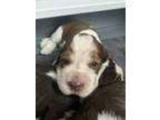 English Springer Spaniel Puppy for sale in Warner Robins, GA, USA