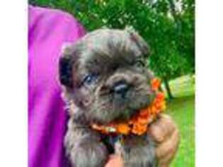 French Bulldog Puppy for sale in High Point, NC, USA