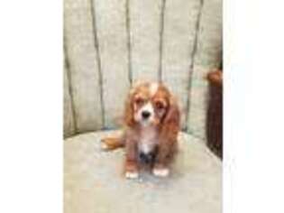 Cavalier King Charles Spaniel Puppy for sale in Green Bay, WI, USA