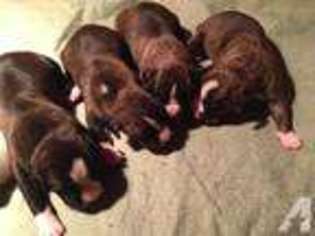 Boxer Puppy for sale in WHITELAW, WI, USA