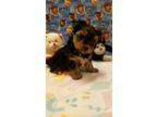 Yorkshire Terrier Puppy for sale in Ford City, PA, USA