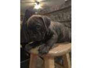 Medium Photo #1 Cane Corso Puppy For Sale in Toms River, NJ, USA