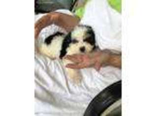 Cavapoo Puppy for sale in Crestview, FL, USA