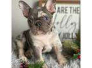 French Bulldog Puppy for sale in Topeka, IN, USA