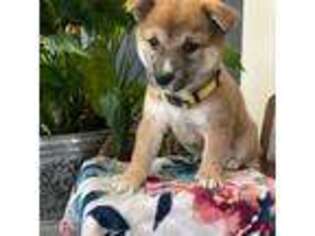 Shiba Inu Puppy for sale in Middleburg, FL, USA