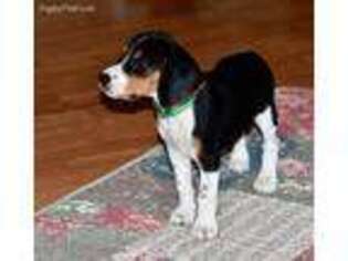 Beagle Puppy for sale in Viper, KY, USA