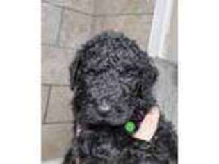Goldendoodle Puppy for sale in Troy, AL, USA