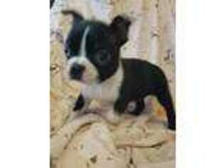 Boston Terrier Puppy for sale in Tucson, AZ, USA